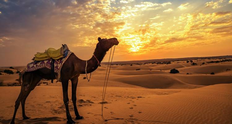 Royal Castle Tours in India with Desert Triangle Tours in India